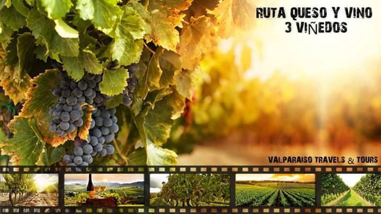 Lugar Viñedos La Redonda