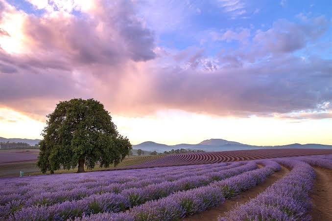 Place Bridestowe Lavender Estate