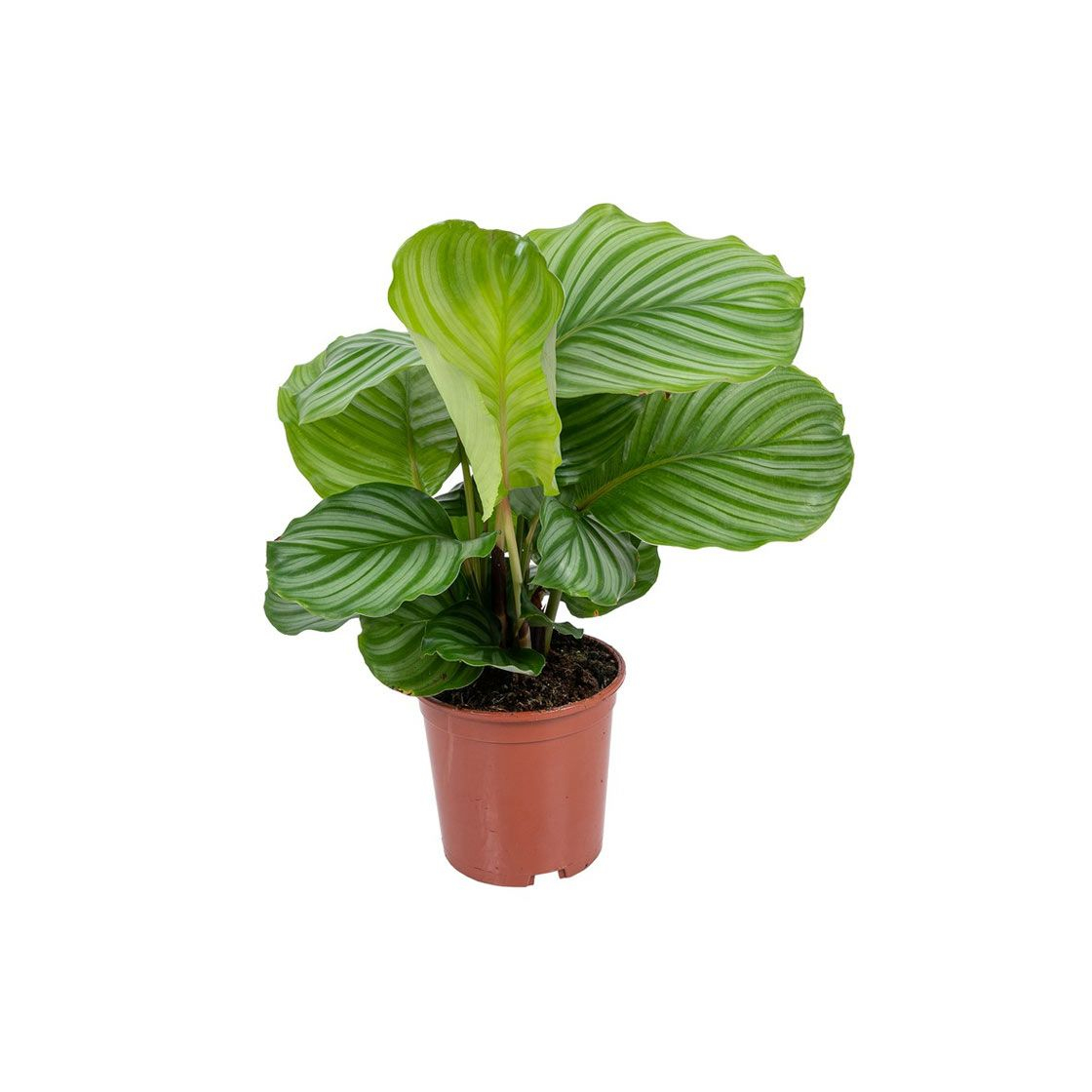 Productos Calathea orbifolia 