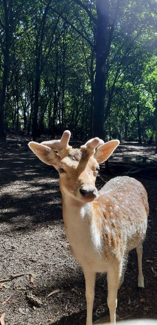 Lugar Parque Biológico de Gaia