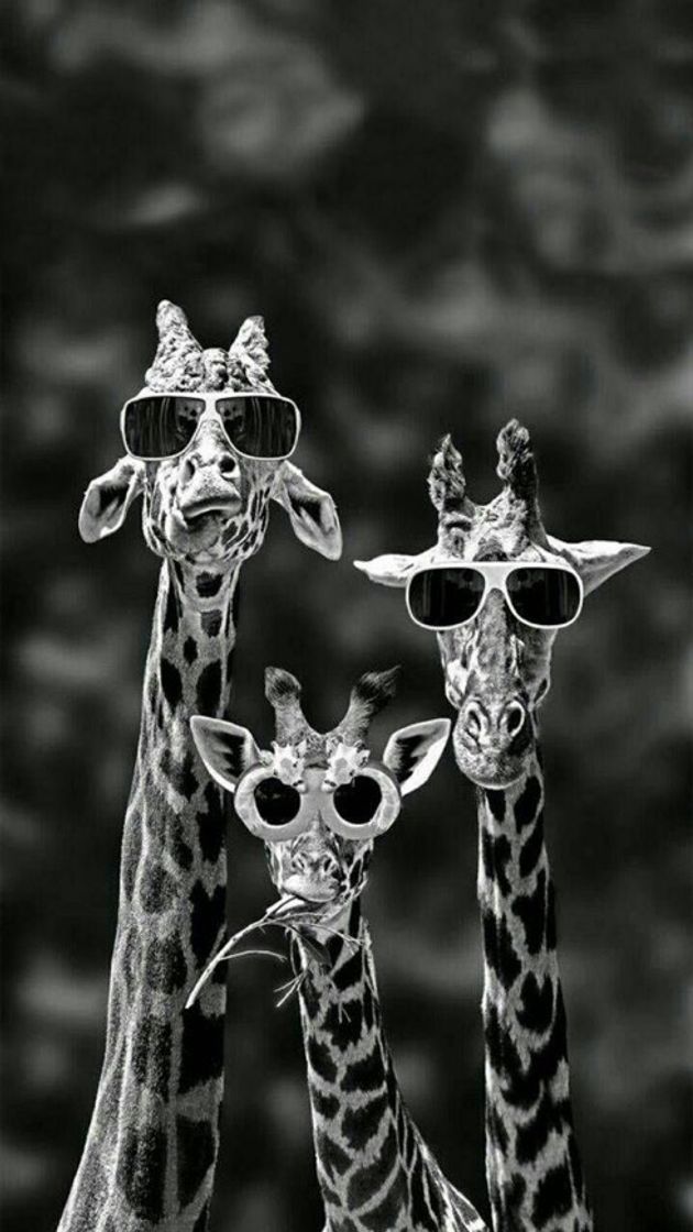 Fashion Giraffes