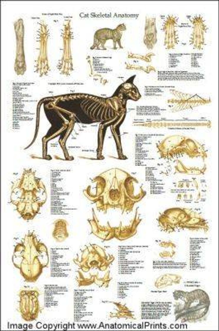 Fashion Anatomia felina 🐈