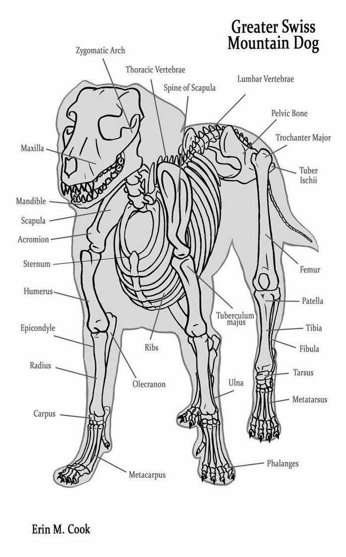 Fashion Osteologia canina 🐕