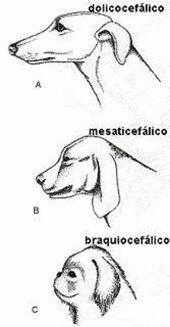 Moda Tipos de crânio 🐕