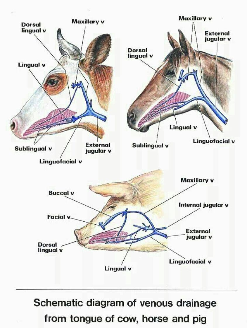 Fashion Anatomia animal