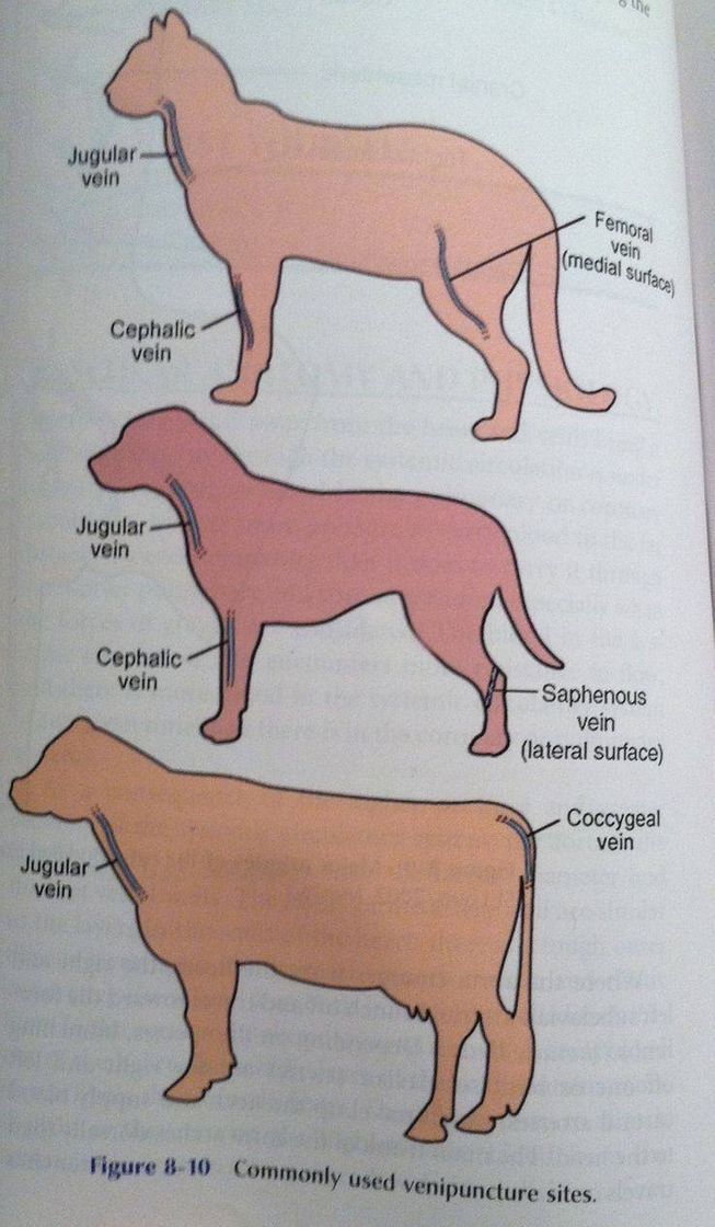 Fashion Anatomia animal