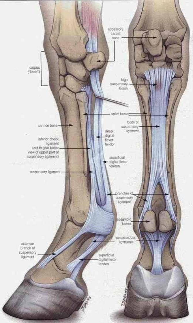 Fashion Anatomia animal