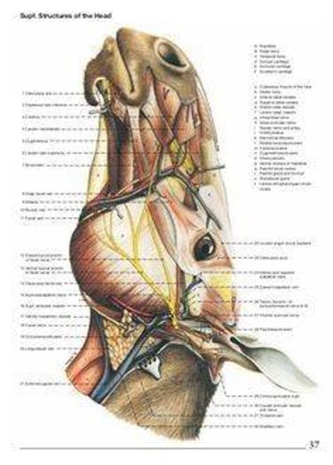 Anatomia animal