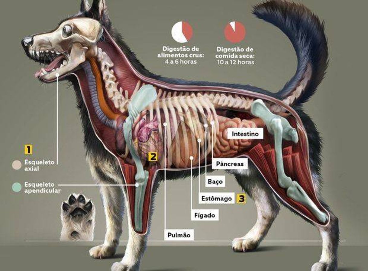 Fashion Anatomia animal