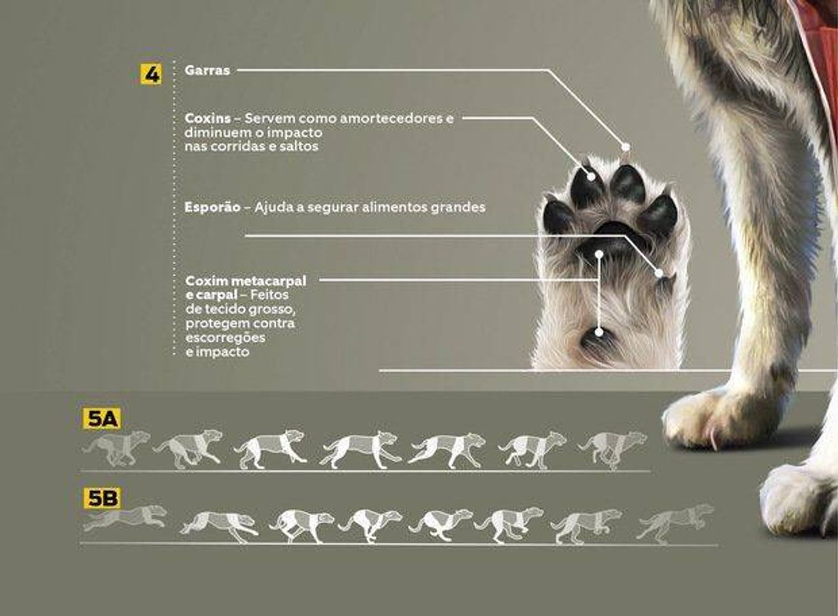 Fashion Anatomia animal