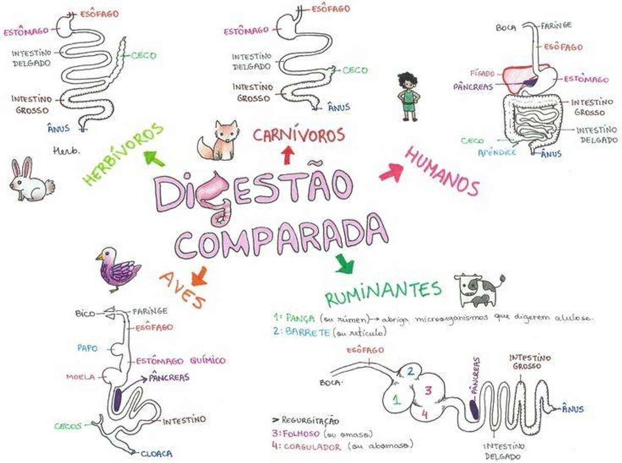 Social Digestão comparada