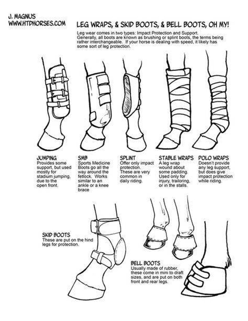 Social Anatomia animal