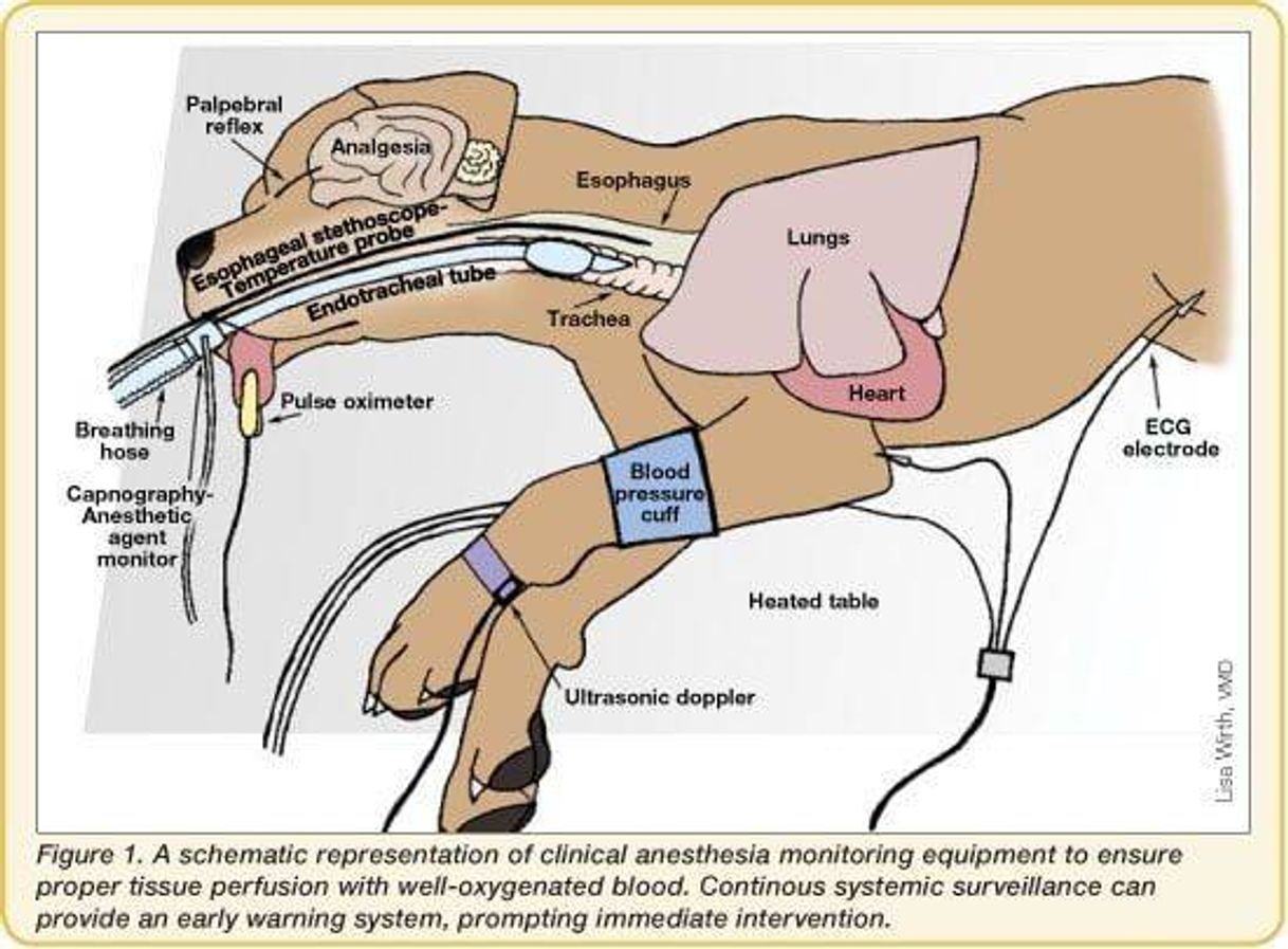 Social Anestesia animal