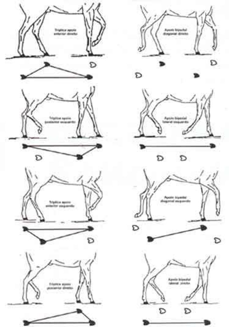 Social Anatomia animal