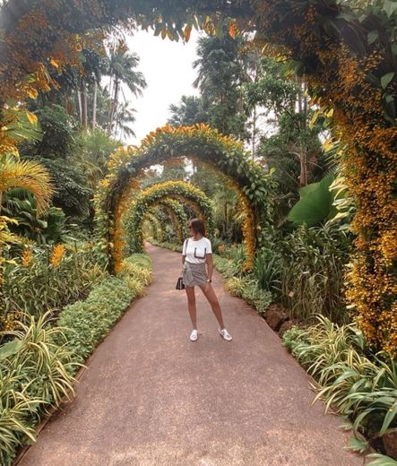 Jardín Botánico de Singapur