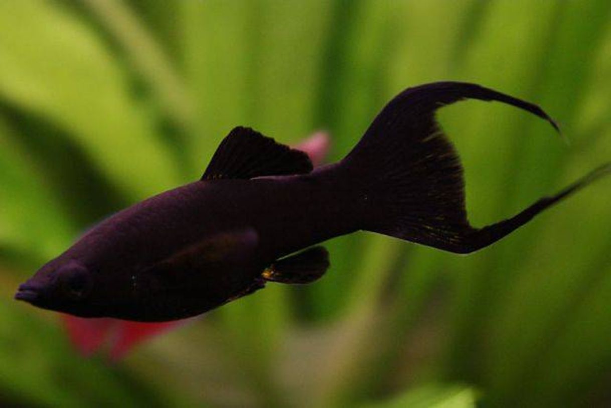 Social  PEZ MOLLY Poecilia