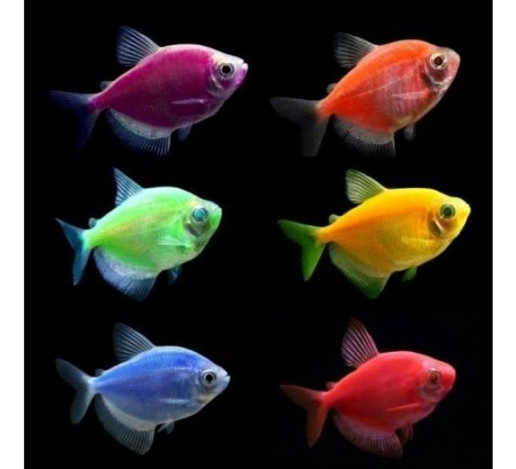 Social ▷ Pez Monja, Gymnocorymbus Ternetzi