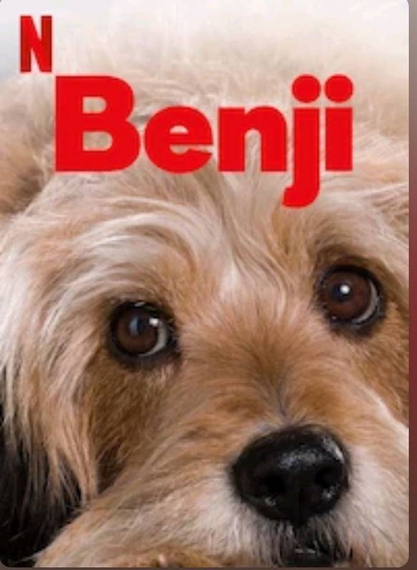 Película Benji | Netflix Official Site