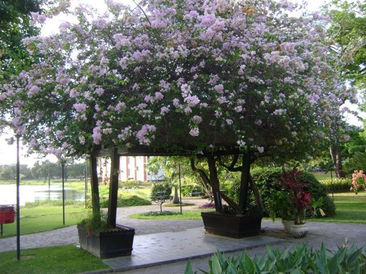 Laguinho UFPE
