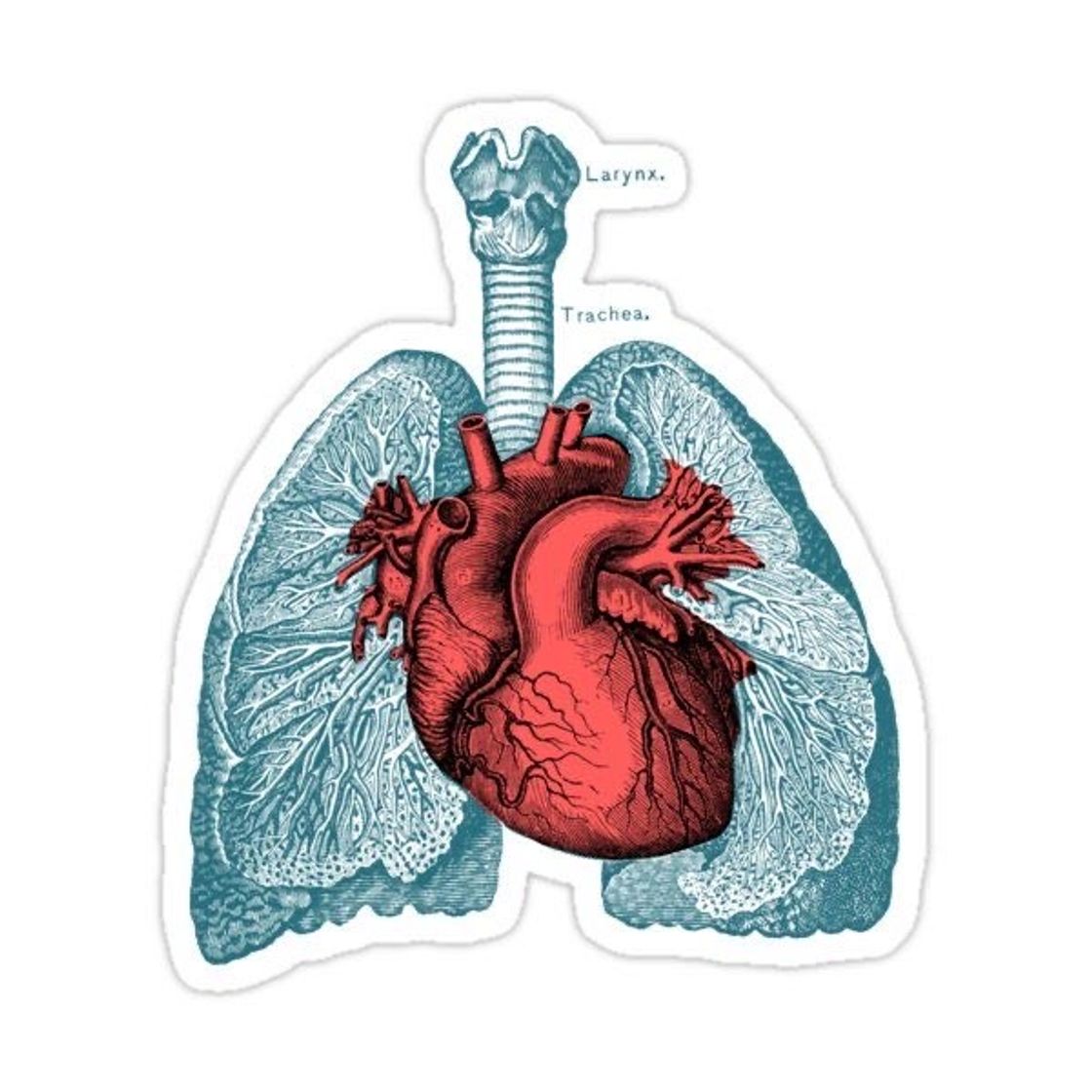 Fashion Adesivo coração🫀 e pulmão 🫁 anatomia humana