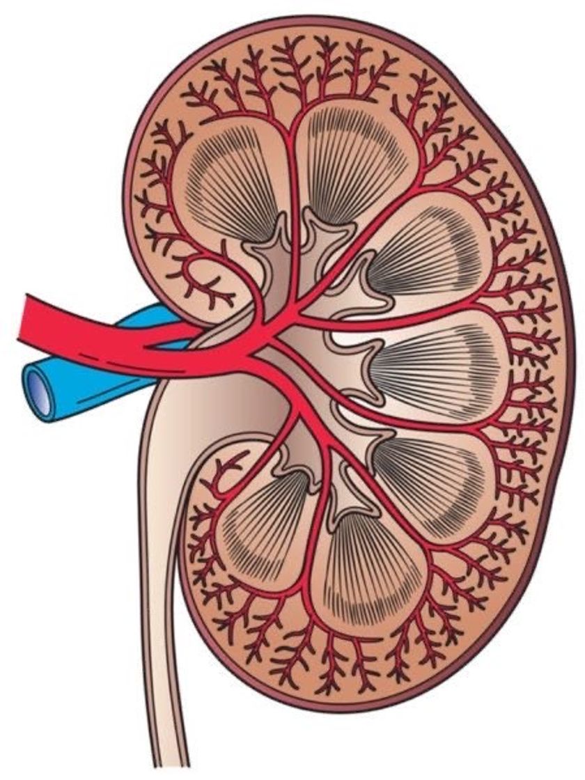 Fashion Anatomia renal