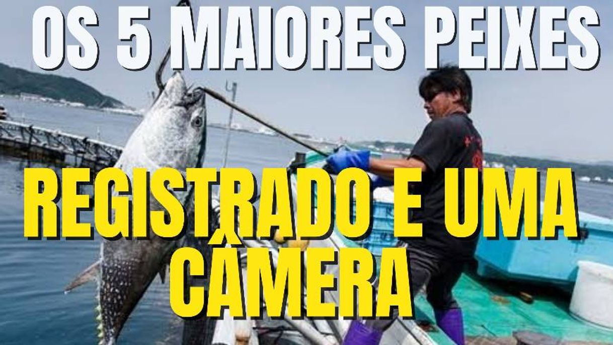 Fashion Os Cinco Maiores Peixes Capturados no Mar e Registrados