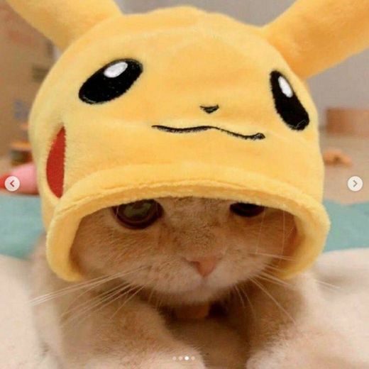 Gatinho com capuz do Pikachu é muito kawaii😍