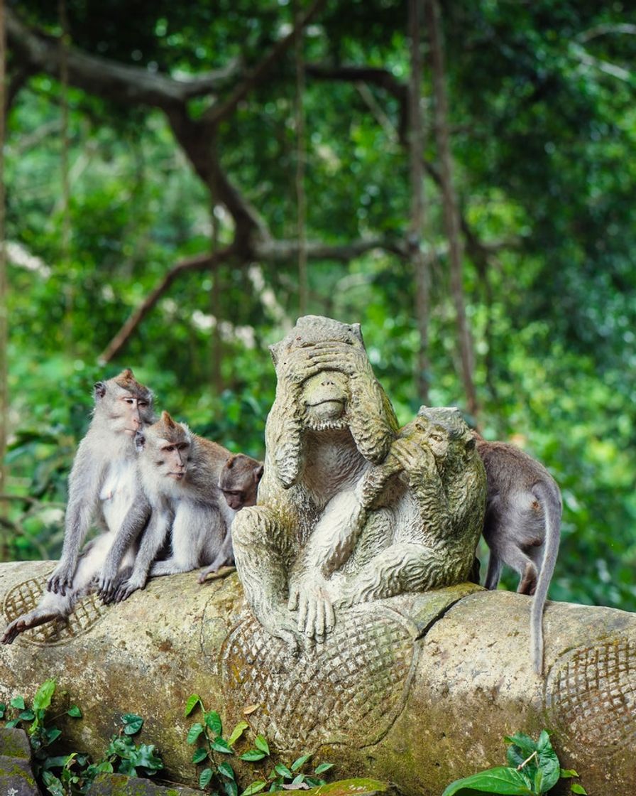 Place Monkey forest