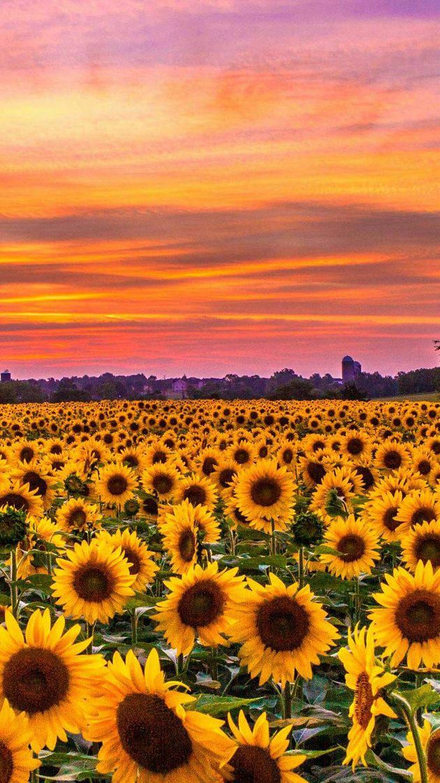 Social Wallpaper de girassol 🌻
