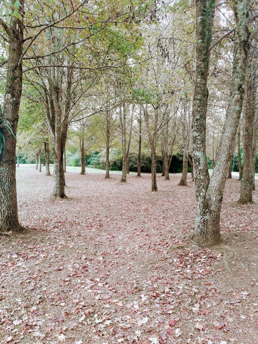 Place Parque Tingüi