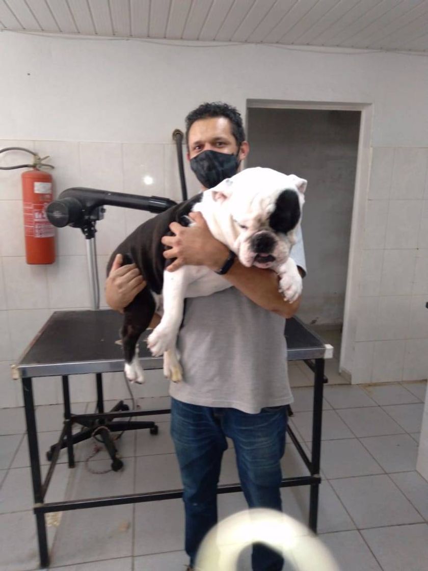 Moda Bulldog Inglês.🐶