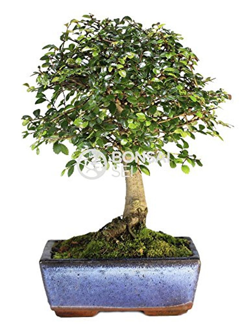 Social Bonsai - Olmo chino, 5 Años