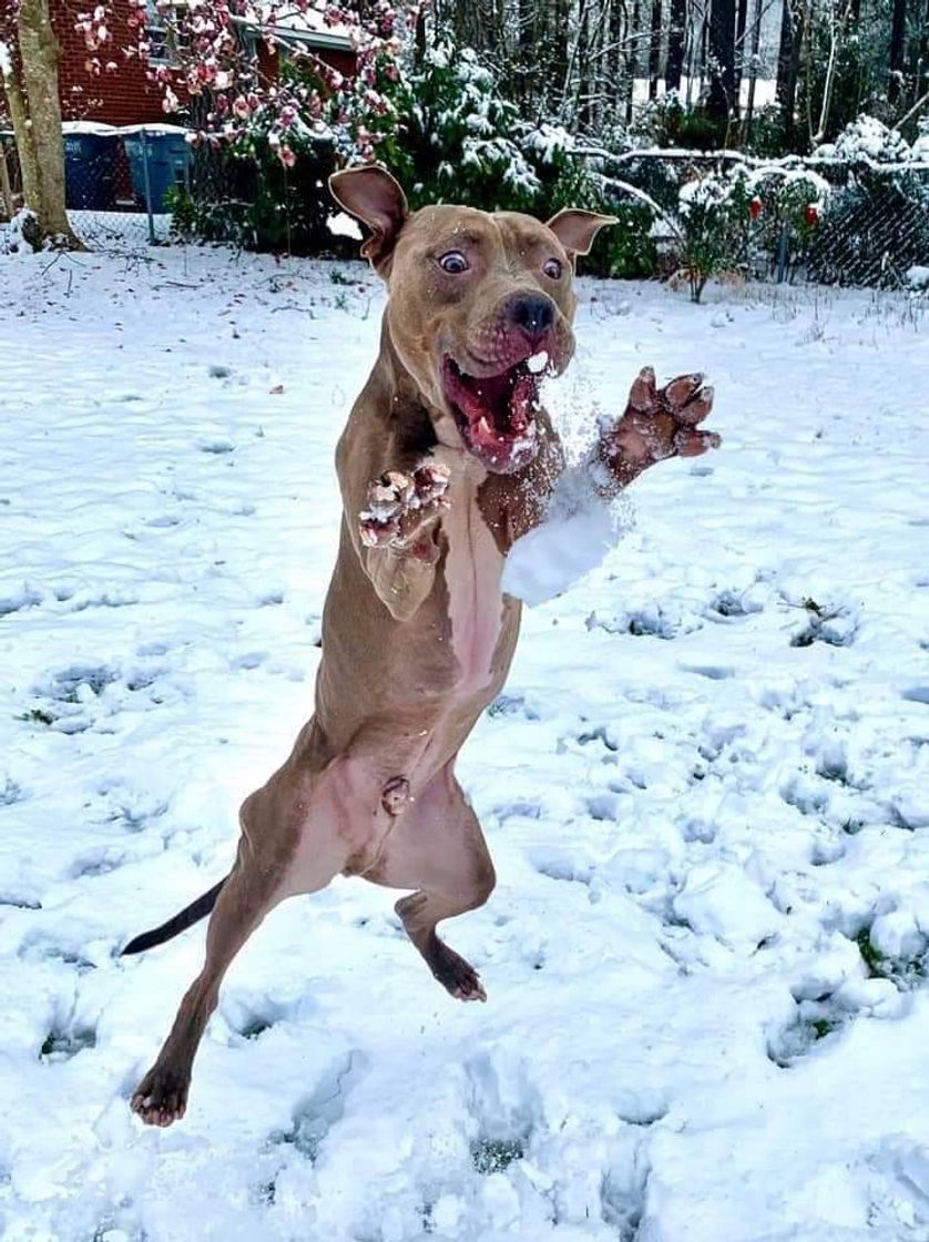 Fashion Doguinho vendo neve pela primeira vez