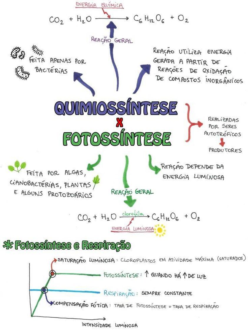 Fashion Mapa Mental: Quiomissíntese e Fotossíntese