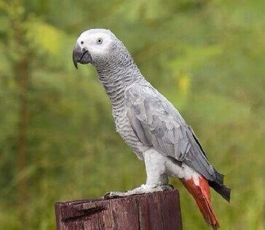 Papagaio do Congo