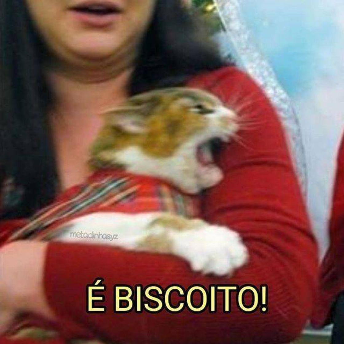 Moda Gatinho "biscoito"