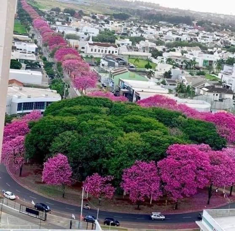 Moda Ipê rosa