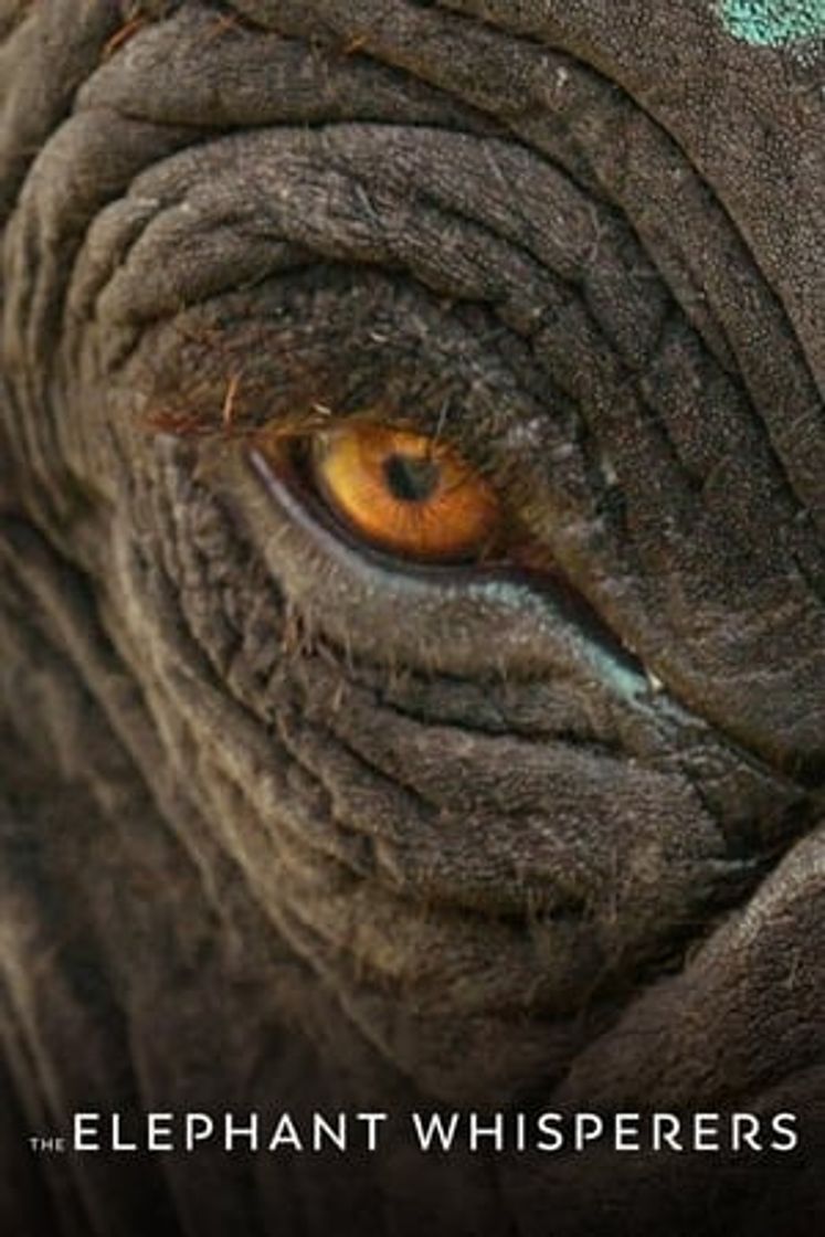 Movie Nuestro bebé elefante