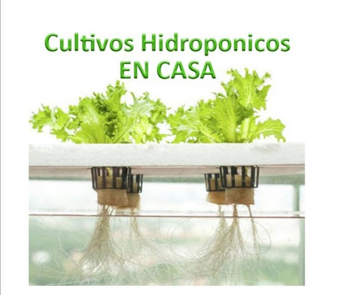 Moda Cultivo Hidroponico desde tu casa