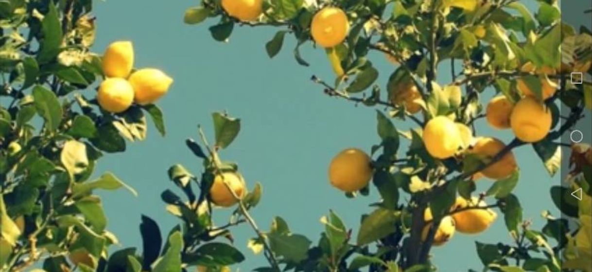 Moda Fool's Garden - Lemon Tree 