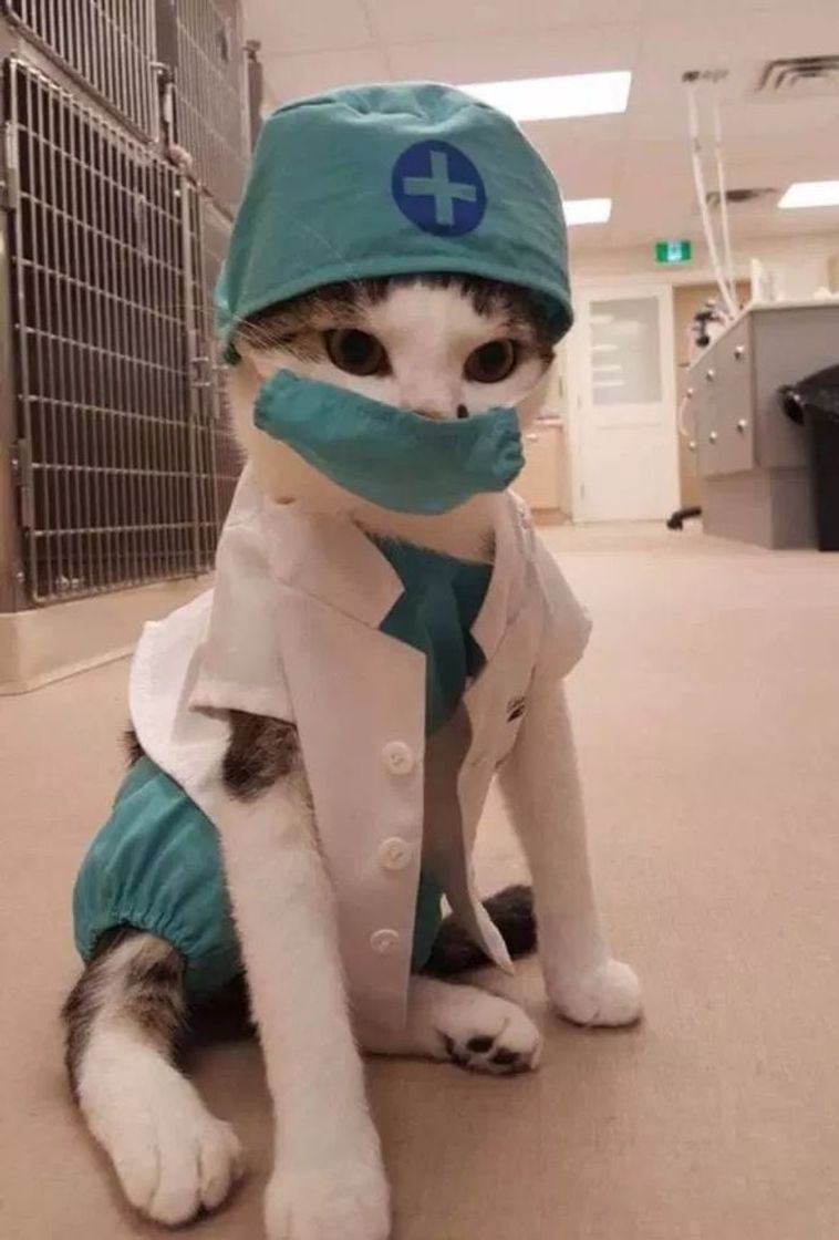 Fashion Doctor cat 