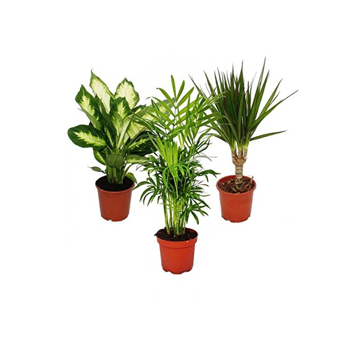 Social Indoor Plant Mix II Set of 3, 1x Dieffenbachia, 1x Chamaedorea