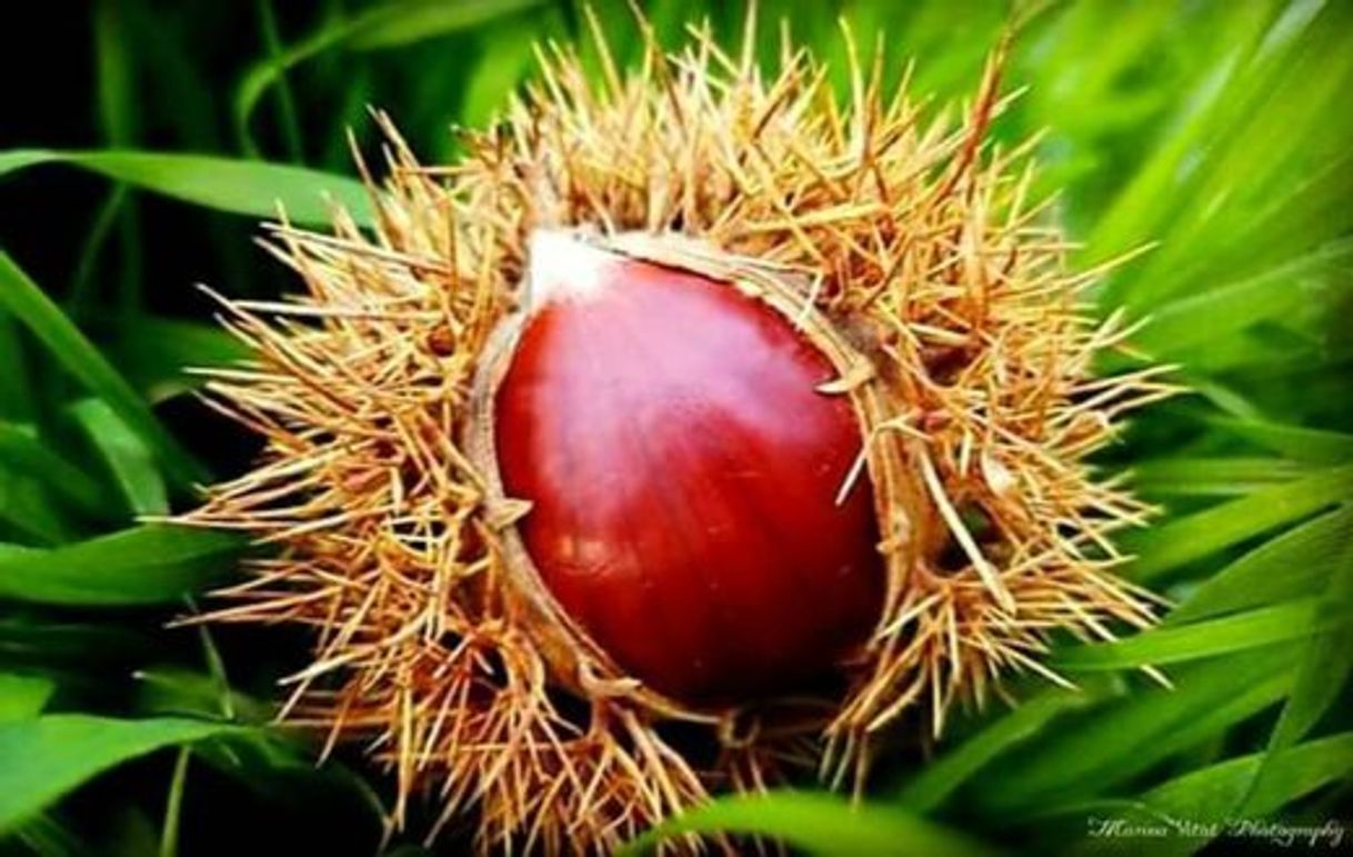 Social Castanha