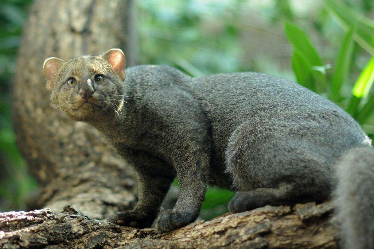 Moda Felinos do mundo