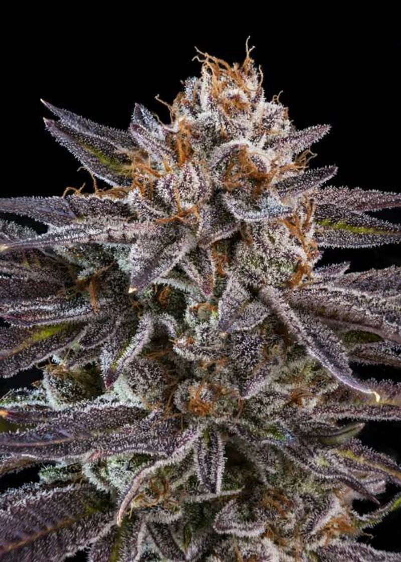 Moda  Brain Cake by Ripper Seeds