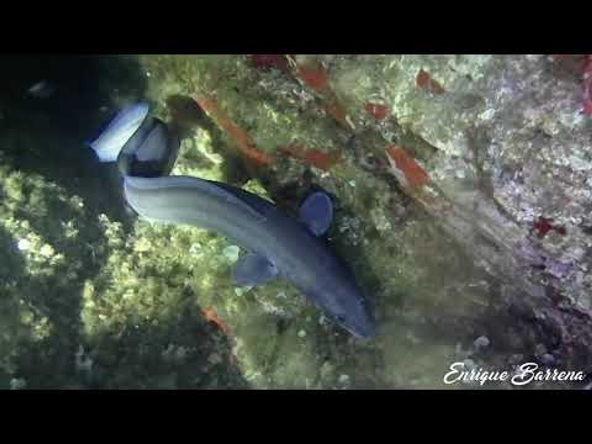 Social Diving & Combat Centro de Buceo en Tossa de Mar
