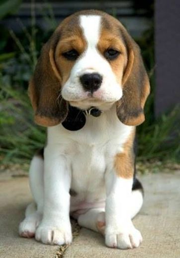 Amo Animais! Beagle