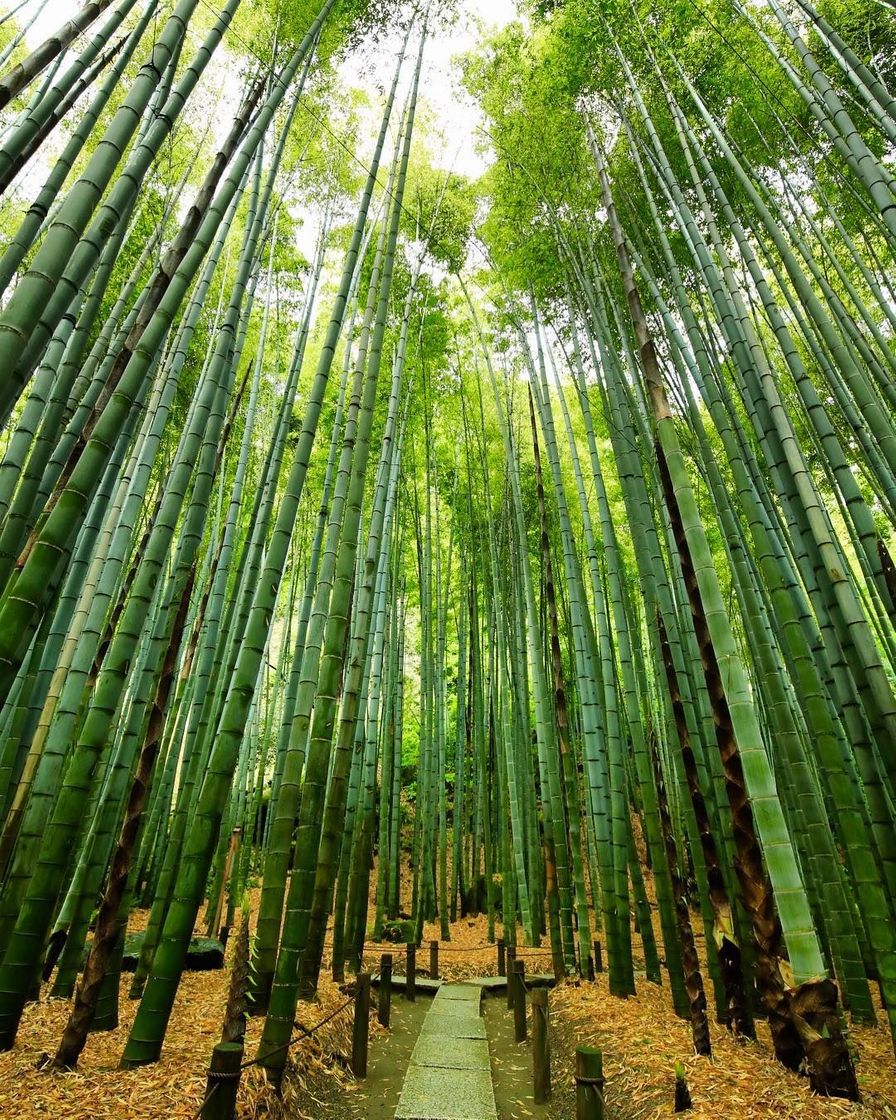 Lugar Hokokuji bosque bambú