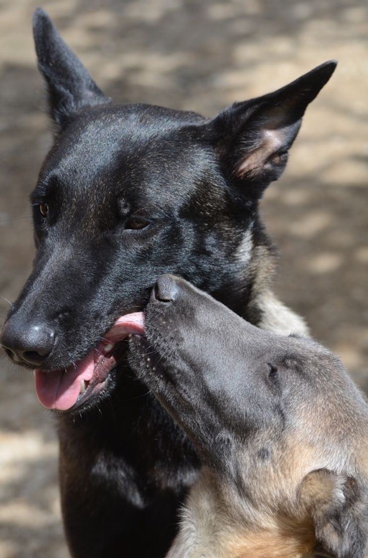 Social Animais