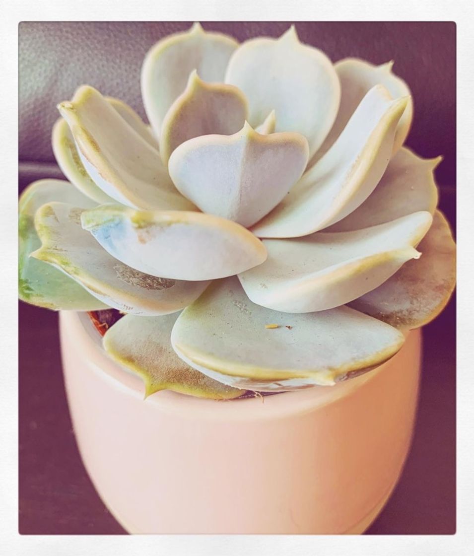 Product SUCCULENT Planta con maceta